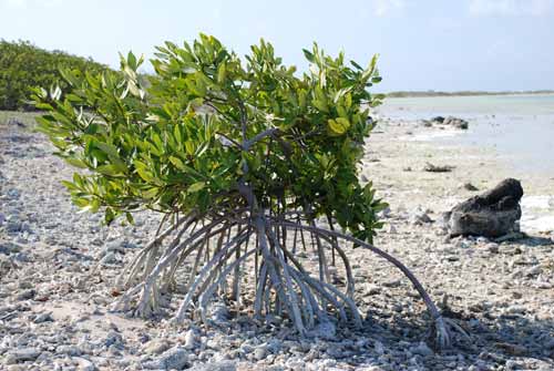 Mangrove