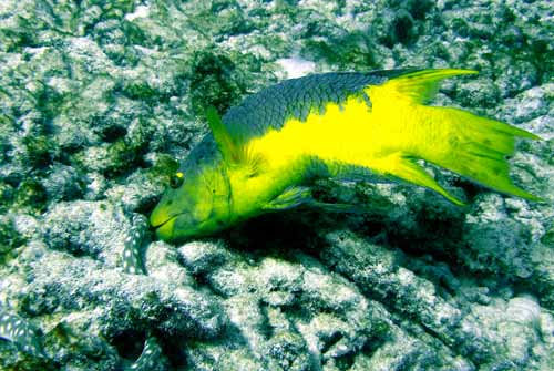 Spanishhogfish