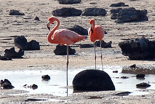 2flamingos