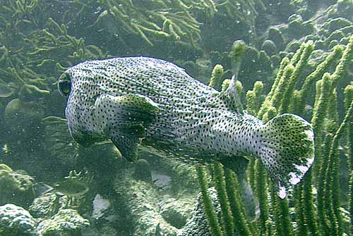 Porcupinefish