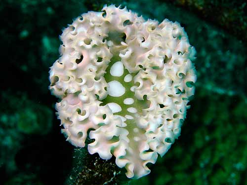 Duiklettuceseaslug