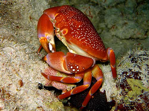Duikkrab