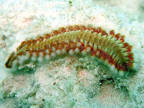 Fireworm