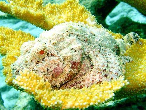 Scorpionfish_1