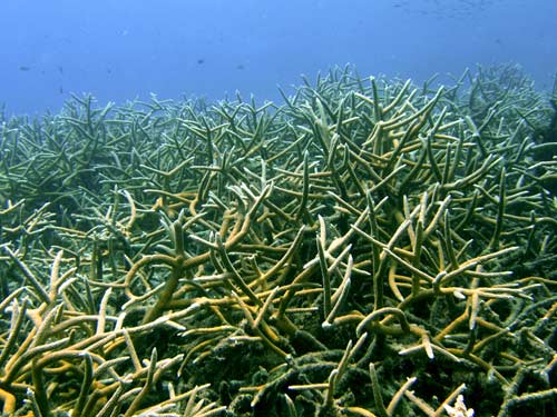 Staghorncoral