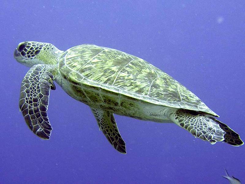 Schildpad_1
