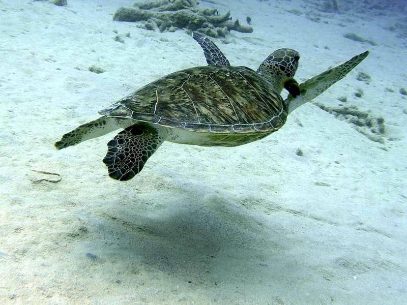 Schildpad3